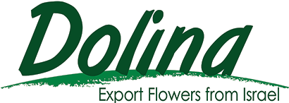 logo Dolina